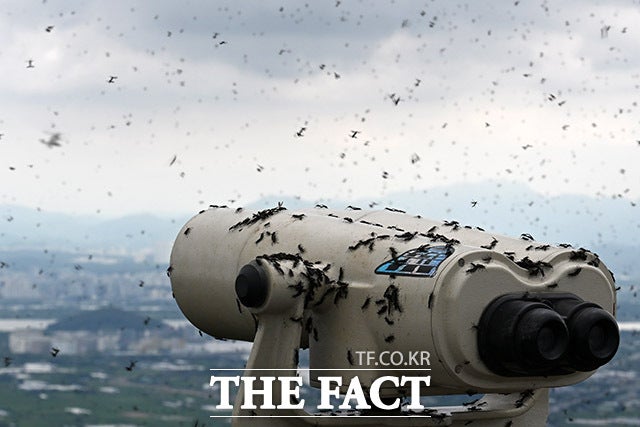 30일 오전 인천 계양구 계양산 정상에 붉은등우단털파리(러브버그) 무리가 대량 출몰한 가운데 망원경과 하늘에 러브버그 무리가 보이고 있다. /인천=남용희 기자