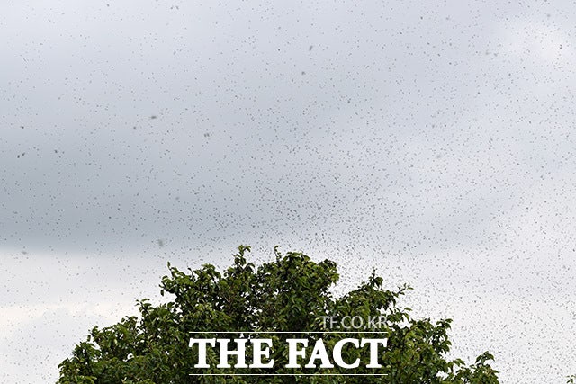 끝없이 나타나는 러브버그 무리들