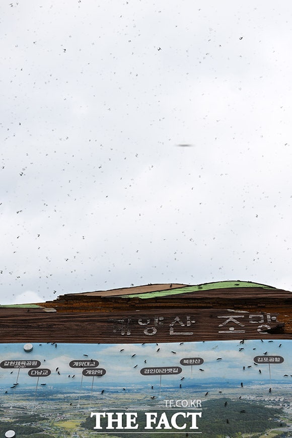 줄어들지 않고 계양산 점령한 러브버그 무리.