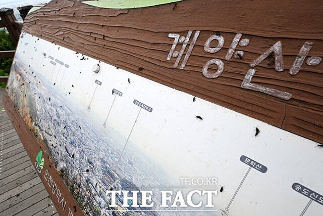 계양산 조망 안내문에도 여기저기 붙어있는 러브버그.