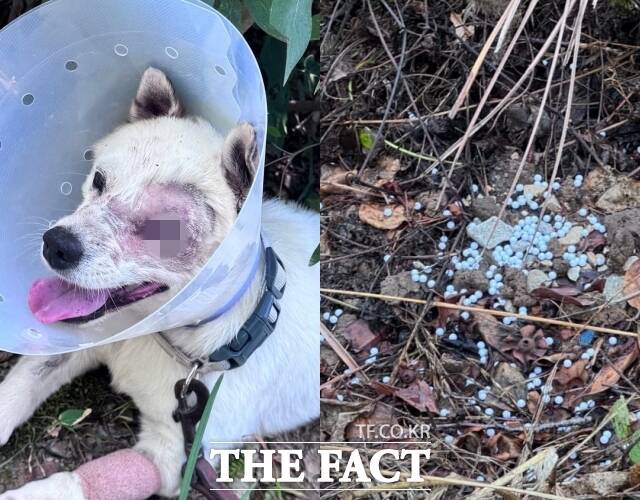 지난 6월 경남 거제의 한 식당 마당에 묶인 개들에게 비비탄 수백 발을 난사해 죽거나 다치게 한 해병대원들이 아무런 인사 조치 없이 전역을 앞두고 있는 것으로 파악됐다. 해병대원들이 쏜 비비탄에 맞아 안구적출 수술을