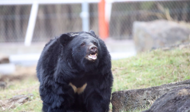 기후에너지환경부는‘야생생물 보호 및 관리에 관한 법률’에 따른 농가의 곰 사육 및 웅담 채취 금지가 내년 1월 1일부터 시행됨에 따라 사육곰 보호 대책을 추진한다고 30일 밝혔다.사진은 지난해 1월 5일 제주 서