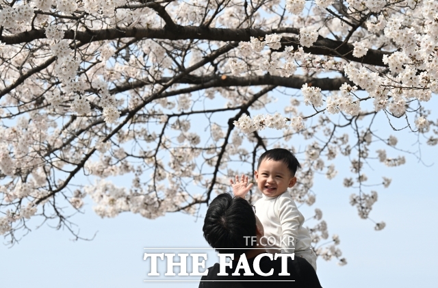 3일 오후 서울 종로구 사직로 경복궁 일대을 찾은 외국인 어린이가 벚꽃 나무 아래서 기념촬영하며 봄 날씨를 만끽하고 있다./이새롬 기자