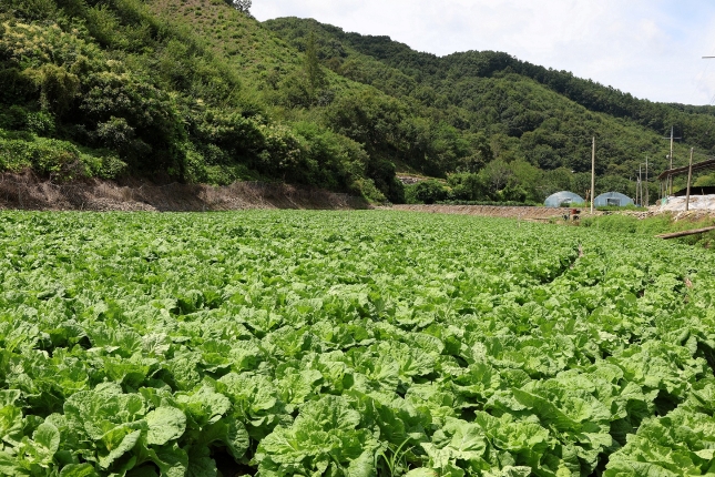충북 괴산군 '그린로즈' 시범 재배지 전경./사진=CJ제일제당 제공
