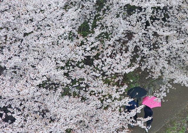 <b>주말</b> 흐리고 <b>전국</b> 대부분 <b>비</b>…낮 기온 20도 '훌쩍'