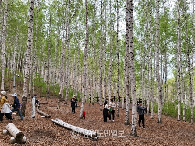 ▲ 지난 1일 입산이 재개된 인제군 인제읍 원대리 '속삭이는 자작나무숲'에 관광객의 발걸음이 이어지고 있다.