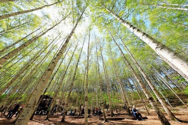 ▲ 인제군 인제읍 원대리 자작나무숲에 6일 탐방객들의 발걸음이 이어지고 있다.인제군 제공