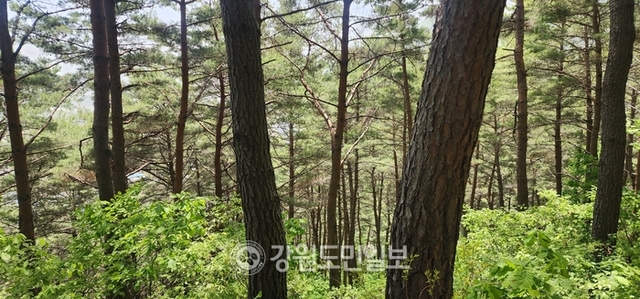 ▲ 인제군은 8월중 완공을 목표로 인제읍 상동리 산 15-1 일원 기룡산 산림욕장 내에 맨발길을 조성한다.인제 기룡산 소나무숲.이동명