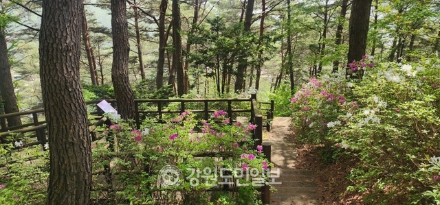 ▲ 인제군은 8월중 완공을 목표로 인제읍 상동리 산 15-1 일원 기룡산 산림욕장 내에 맨발길을 조성한다.인제 기룡산 소나무숲.이동명