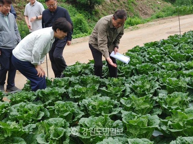 ▲ 송미령 농림축산식품부 장관은 6일 오전 평창군내 배추 재배지와 채소 출하조절시설을 돌아 보고 여름철 배추, 무 등 채소 수급에 만전을 기해 줄 것을 당부했다. 고랭지 배추 밭에서 이준연 대관령원예농협장과 배추 생
