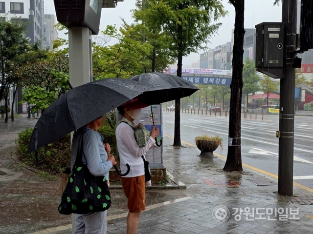 ▲ 강릉 비 사진11