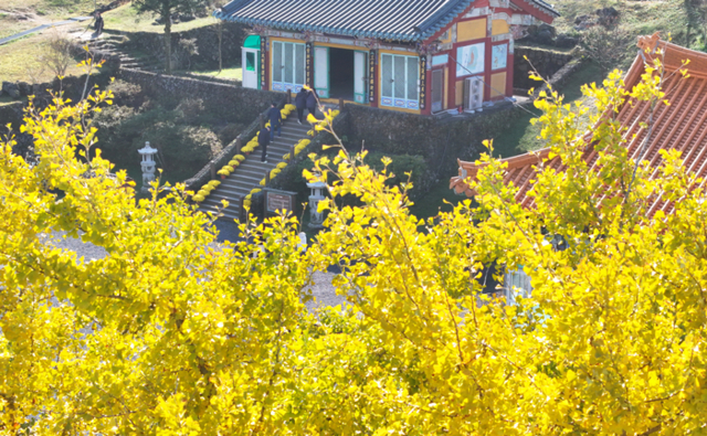 ▲ 21일 오전 제주시 아라일동 관음사 경내의 은행나무가 노란 단풍으로 물들어 방문객 눈길을 끌고 있다. 연합뉴스