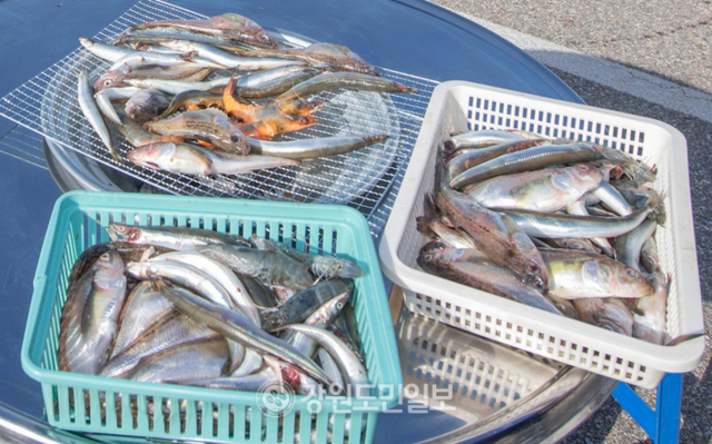 ▲ 강원 동해안 겨울철 대표 별미인 도루묵과 양미리.강원도민일보 자료사진