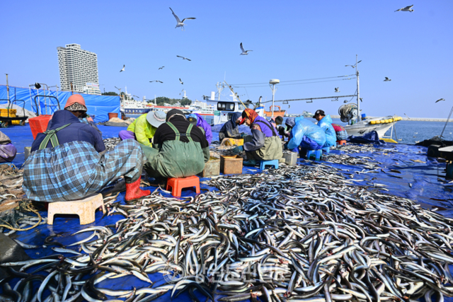 ▲ 2025년 속초 양미리 도루묵축제 개막을 이틀 앞둔 5일 속초 동명동 부둣가에서 어민들이 그물에 걸린 양미리를 떼어내는 작업을 하고 있다.박주석 기자