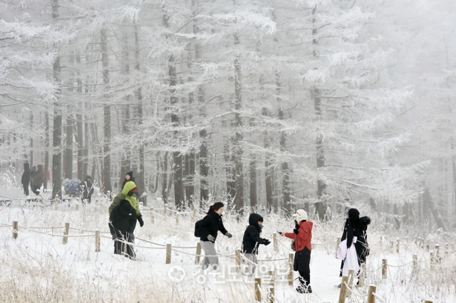 ▲ 강원도 정선군,영월군,태백시가 만나는 함백산 만향재에는 지난 14일 내린 눈으로 하얗게 변하자 관광객들이 찾아 겨울을 만끽하고 있다.박종호 객원기자