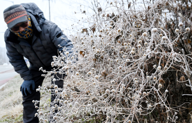▲ 강원지역 대부분이 영하권을 보인 18일 춘천 신동 도로변에 서리가 내려앉았다.김정호 기자