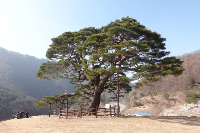 ▲ 녹전리 소나무