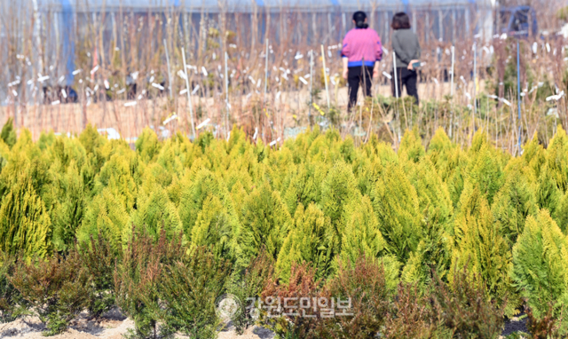 ▲ 포근한 봄 날씨를 보인 17일 춘천 사농동의 나무시장에서 시민들이 묘목을 살펴보고 있다. 방도겸 기자