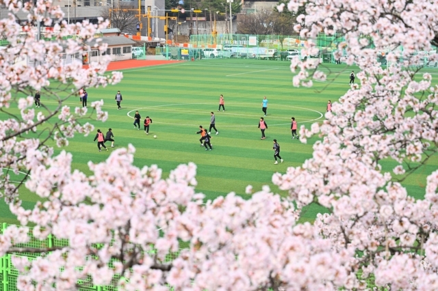 ▲ 휴일인 5일 속초 곳곳이 화사한 벚꽃으로 가득 찼다. 따뜻해진 날씨 속 공설운동장에서는 시민들이 벚꽃을 배경으로 축구를 즐기고 있다. 사진 속초시청 제공