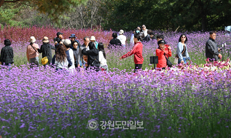 ▲ 인제 용대관광지 내 가을꽃축제.김정호 기자 [강원도민일보 자료사진]
