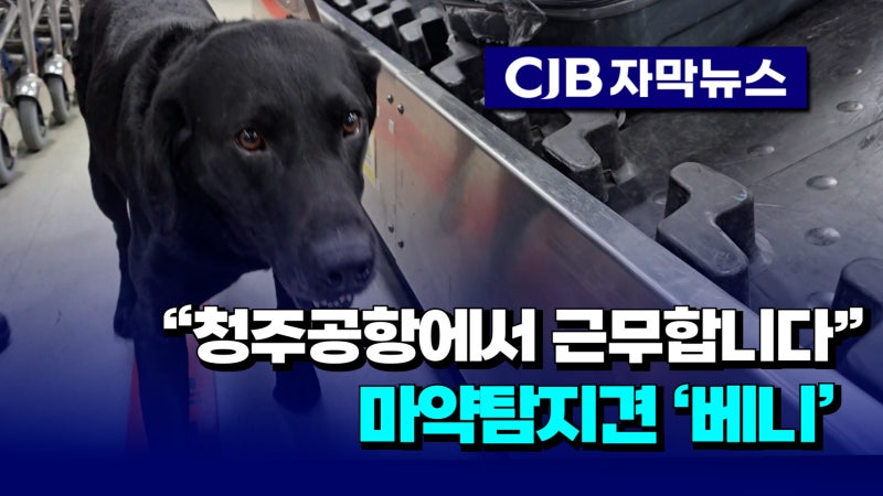 [자막뉴스] "청주공항에서 근무합니다"...마약탐지견 '베니' - 뉴스 썸네일 이미지
