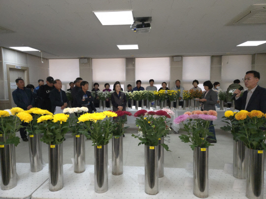 충남도 농업기술원 내 화훼연구소 국화연구 온실에서 '충남산 국화 신품종 육성 계통 품평회'가 진행되고 있다. 충남도 제공.