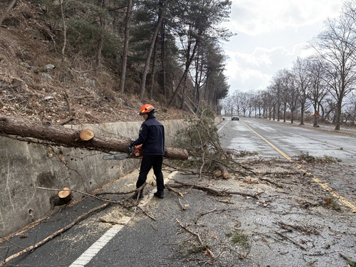 충주시 동량면에서 강풍으로 인해 넘어진 나무.충주소방서 제공
