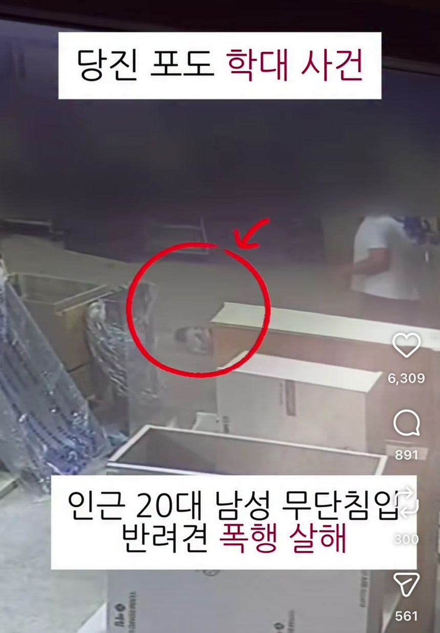 동물권단체 '케어' 인스타그램 캡쳐.