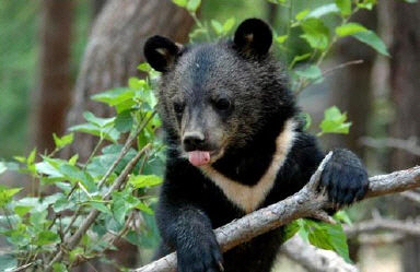 반달가슴곰. 국립공원관리공단 제공