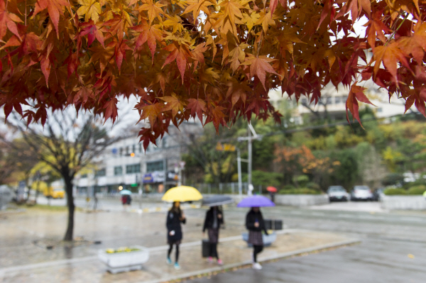겨울을 재촉하는 가을비가 내린 금정구 부곡동 인근 도로에 붉게 물든 단풍나무 옆으로 우산을 쓴 시민들이 걸어가고 있다.  연합뉴스