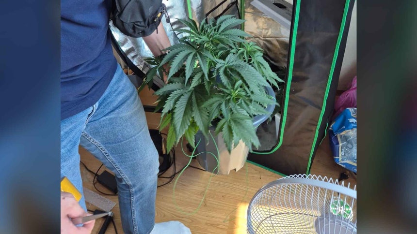 A 씨 자택에서 발견된 대마초 [인천공항본부세관 제공]