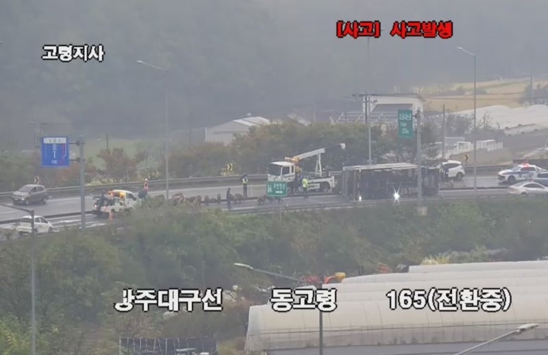 고속도로서 <b>화물차</b> 넘어져..<b>돼지</b> 38마리 탈출 소동