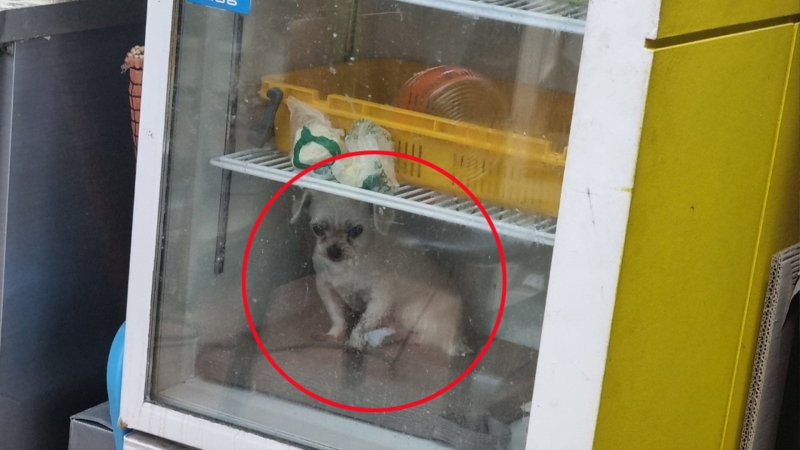 ▲ 冷蔵庫中に伴侶犬 [連合ニュース]