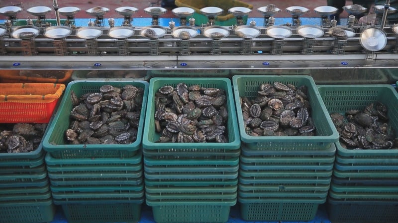 완도 전복 10년 만에 가격 반토막, 과잉 생산과 기후 변화로 위기