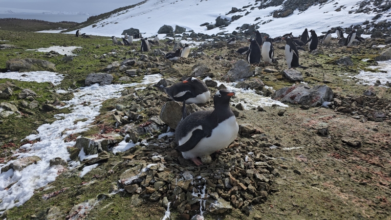▲ 젠투펭귄은 보통 10월에 2개의 알을 낳는다