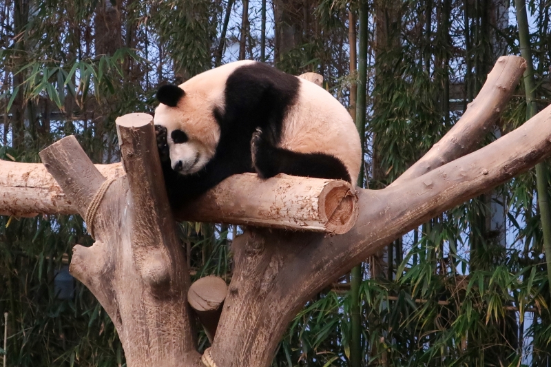 ▲ 푸바오 [연합뉴스]