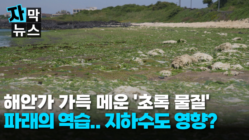 [자막뉴스] 지하수까지 영향?.. 파래 대발생의 역습