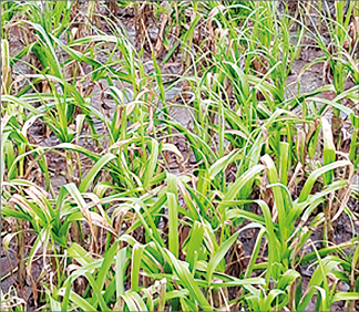 24일 제주 서귀포시 대정읍 일대 마늘밭에서 벌마늘 피해가 발생한 모습. 전국마늘생산자협회