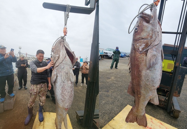 제주해역에서 몸길이 180㎝가 넘는 초대형 돗돔이 잡혀 화제다. 18일 낚시업계에 따르면 16일 제주 A낚시업체 선장 B씨가 참돔 조업을 하던 중 대형 돗돔을 낚아 올렸다. 연합뉴스