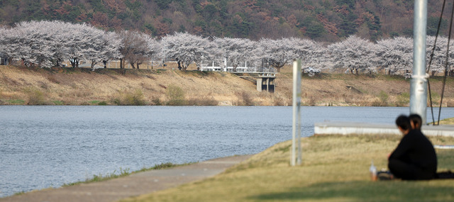 Cherry blossoms bloom near the riverbank in Miryang, Gyeongnam, on the 2nd. Yonhap News