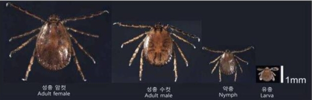 발생단계별 참진드기 모습.질병관리청