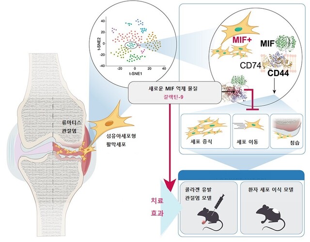 류마티스관절염 관절 파괴 핵심 원인 세포 억제 확인 모식도. 가톨릭대학교 가톨릭중앙의료원