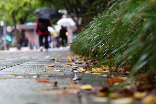 내일 상강인데 비 소식 있대! 우산 챙겨!