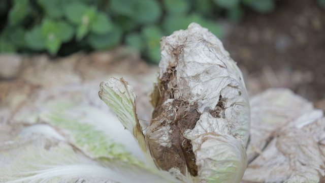 NBS 한국농업방송 FTA 특집 다큐멘터리 ‘대위기의 시대 농업AI로 미래를 심다’ 화면 캡처