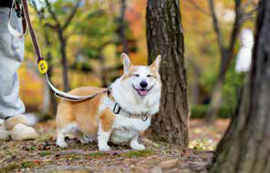 산책을 마치고 한껏 입꼬리가 올라간 통통이.