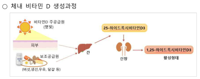 체내 비타민 D이 햇볕과 보조식품으로 생성되는 과정.질병관리청