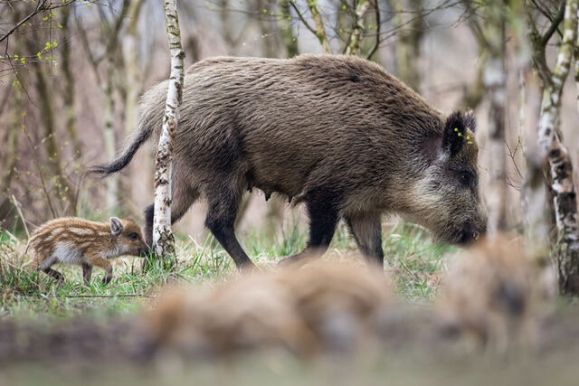 농가 골칫거리 멧돼지 잡고 나면…가죽·고기 활용은 안 될까?