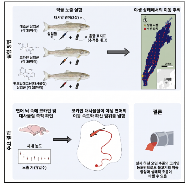연구팀의 논문 초록에 실린 인포그래픽을 한글로 번역.커런트바이올로지