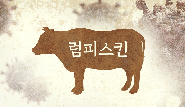 <b>순창</b> 한우농장서 올 첫 <b>럼피스킨 발생</b>