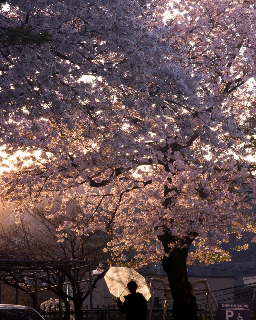 2026.04.06 정독도서관 [사진 | 오상민 작가]